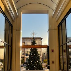 Downtown Crown - Beautiful tree up in crown