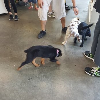 Karma Dog Training - Puppies, Puppies, Puppies! Time to play and learn with the Karma Dog Training staff - Dog Walkers Near Me - Long Beach, California Karma Dog Training - Puppies, Puppies, Puppies! Time to play and learn with the Karma Dog Training staff - Dog Walkers Near Me - Long Beach, California