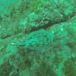 Scuba Diving Anfibios Huatulco - Great Diving Prices
