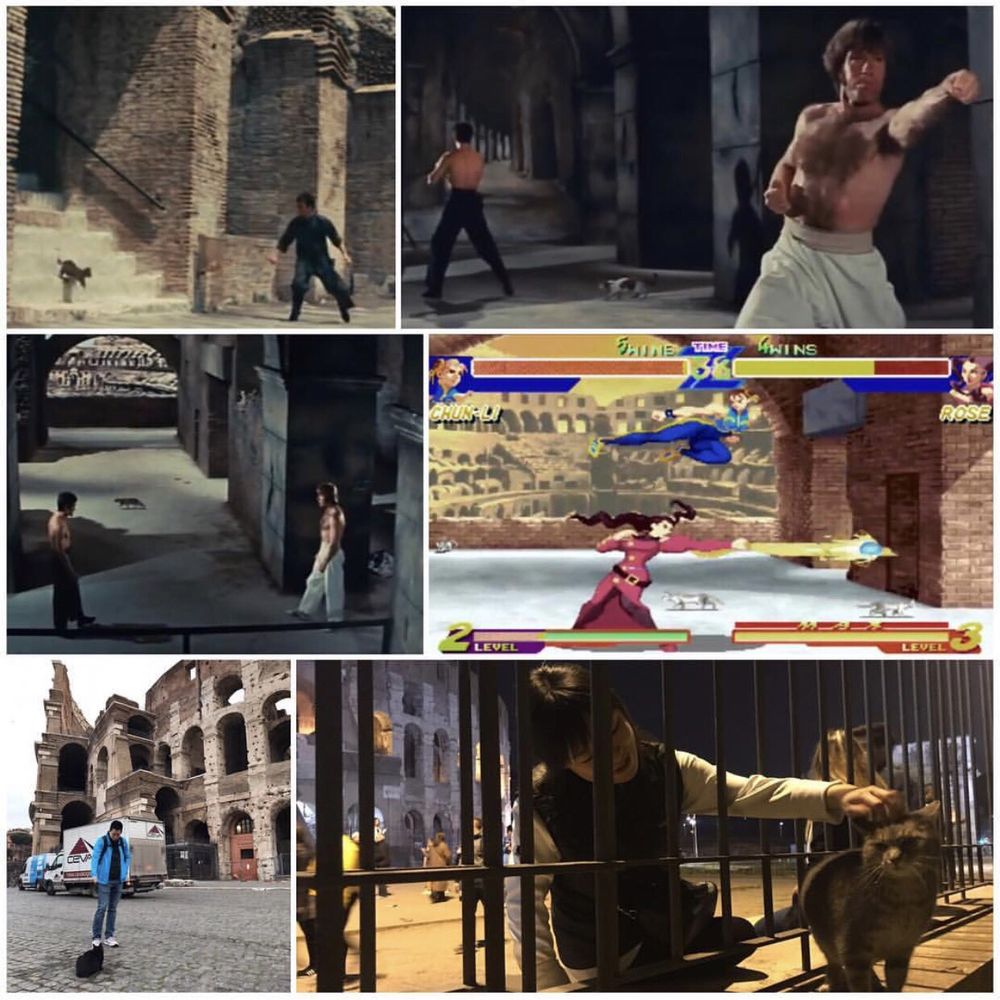 Colosseo - There are cats that roam around the Colosseum! They were in the 1972 film Way of the Dragon, & in the 1995 game Street Fighter Alpha. - Local Flavor Near Me - Rome, RM