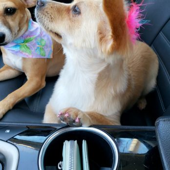 100% Fancy Grooms - Mocha showing the inner diva I didn't even know she had - Pet Groomers Near Me - Fresno, California 100% Fancy Grooms - Mocha showing the inner diva I didn't even know she had - Pet Groomers Near Me - Fresno, California