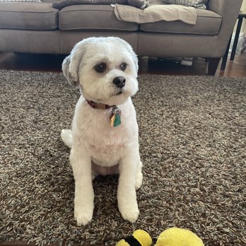 Bubbles N Bones - Pet Groomers Near Me