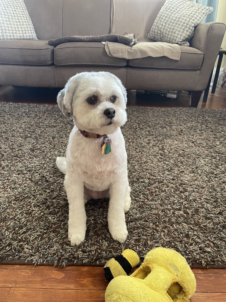 BUBBLES N BONES Updated May 2024 26 Photos & 21 Reviews Stoneham, Massachusetts Pet