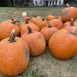 a large pile of pumpkins a large pile of pumpkins