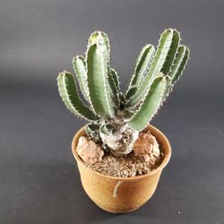 Exotic Succlents - Www.ilovefatplants.com