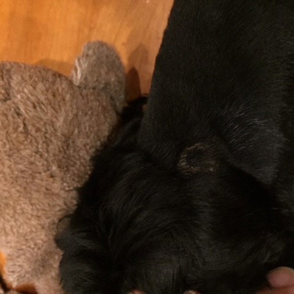 PetSmart - same scab, and no body has given any explanation - Pet Groomers Near Me - Coral Springs, Florida PetSmart - same scab, and no body has given any explanation - Pet Groomers Near Me - Coral Springs, Florida