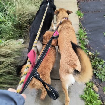 Mr Buddybean - Dog Walkers Near Me