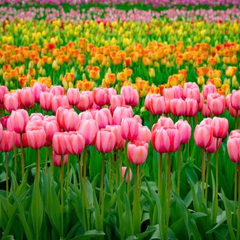 Tulip Town - Botanical Gardens Near Me - Mount Vernon, Washington Tulip Town - Botanical Gardens Near Me - Mount Vernon, Washington