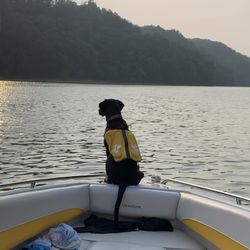 Lakers Pet Sitting & Dog Walking - Rye enjoying her day on the boat!
