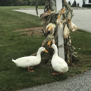 Friendly Farm - The great outdoors - Seafood Near Me - Upperco, Maryland