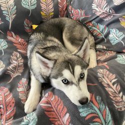 Food For Pets - My diarrhea is gone! Thank you Doug