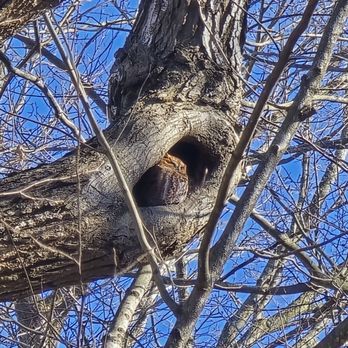 Grant Park - Eastern Screech Owl - Golf Near Me - South Milwaukee, Wisconsin