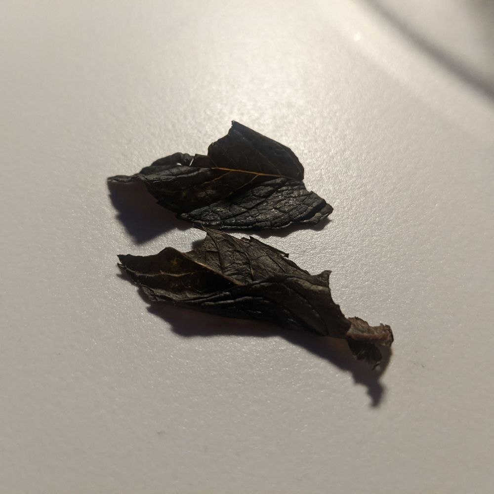 Jocelyn's by Sevmar - Gone bad BLACK Mint that was in my Mojito - Wine Bars Near Me - Methuen, Massachusetts Jocelyn's by Sevmar - Gone bad BLACK Mint that was in my Mojito - Wine Bars Near Me - Methuen, Massachusetts
