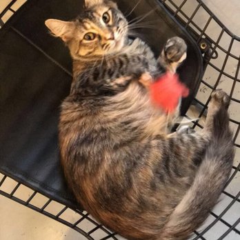 NEKO: A Cat Cafe - Themed Cafes Near Me - Seattle, Washington NEKO: A Cat Cafe - Themed Cafes Near Me - Seattle, Washington
