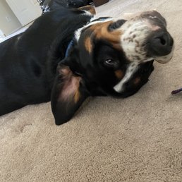 Our Swissie - Bear. Dr. Weintraub has cared for him since he was 8 weeks.