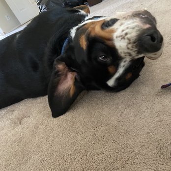 Jeronimo Pet Clinic - Our Swissie - Bear. Dr. Weintraub has cared for him since he was 8 weeks. - Veterinarians Near Me - Mission Viejo, California