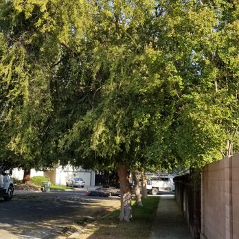 Travis Tree Service - Before: 3 Chinese Elms - Tree Services Near Me - Fresno, California Travis Tree Service - Before: 3 Chinese Elms - Tree Services Near Me - Fresno, California