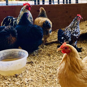 Plug-In Auto - Adorable Chickens - Used Car Dealers Near Me - West Covina, California
