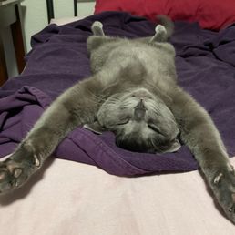 Leo - doing Hot Cat Yoga