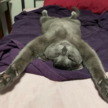 El Rinconsito - Puyallup - Leo - doing Hot Cat Yoga - Mexican Near Me - Puyallup, Washington
