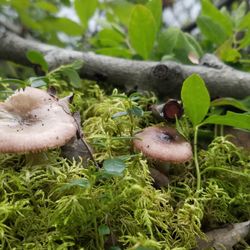 Hidden Lake Campground - Nature
