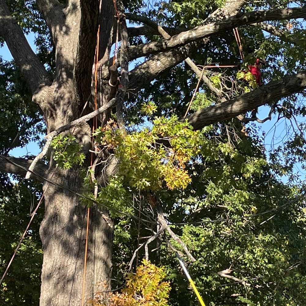 Squirrel Master Tree Services - tree trimming - Tree Services Near Me Squirrel Master Tree Services - tree trimming - Tree Services Near Me