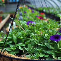 Blossom Knoll Nurseries