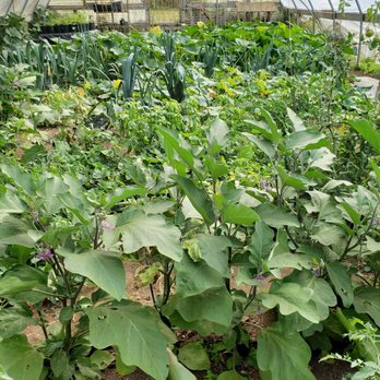Nettles Farm - Another view of the amazing greenhouse. - Bed & Breakfast Near Me - Lummi Island, Washington