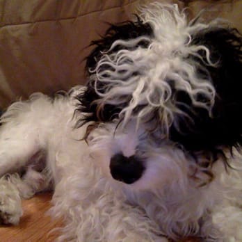 Eco-Pet - Before Bandit was groomed - Pet Stores Near Me - Los Angeles, California Eco-Pet - Before Bandit was groomed - Pet Stores Near Me - Los Angeles, California