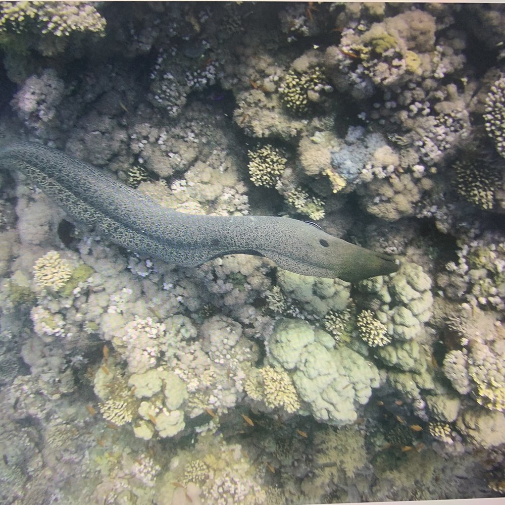 Outside The Asylum Diving & Travel - Moray Eel - Scuba Diving Near Me - Katy, Texas Outside The Asylum Diving & Travel - Moray Eel - Scuba Diving Near Me - Katy, Texas