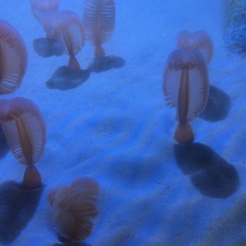 Monterey Bay Aquarium - Aquariums Near Me - Monterey, California Monterey Bay Aquarium - Aquariums Near Me - Monterey, California