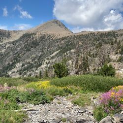 Rack and Reel Montana