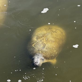 Manatee Viewing Center - Zoos Near Me - Apollo Beach, Florida