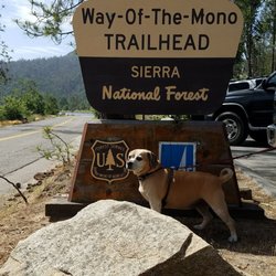 Forks Campground - Stella ready to take on the Way of the Mono trail.