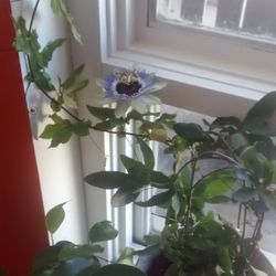 Ascension Massage