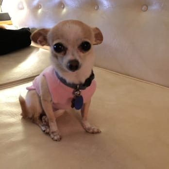 Downtown Pet & House Sitting - Wendy - Pet Sitting Near Me - Phoenix, Arizona Downtown Pet & House Sitting - Wendy - Pet Sitting Near Me - Phoenix, Arizona