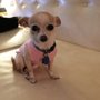 Photo of Downtown Pet & House Sitting