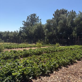123 Farm - Strawberry field - Farmers Market Near Me - Cherry Valley, California 123 Farm - Strawberry field - Farmers Market Near Me - Cherry Valley, California