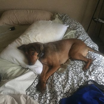 lucy's doggy daycare prices