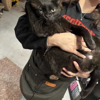Le Chat Noir Bookstore & Cat Lounge - Bookstores Near Me - Redlands, California
