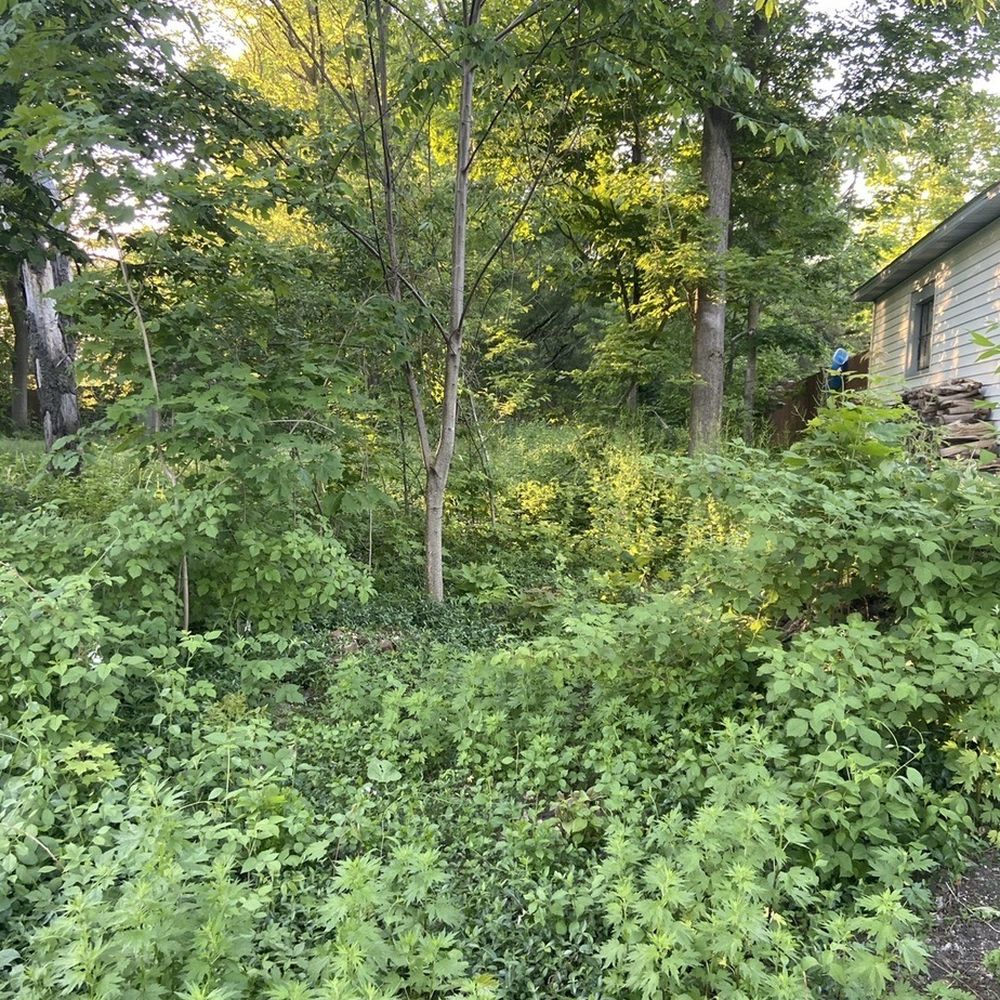 Black River Tree Removal - New lot before and after! - Tree Services Near Me