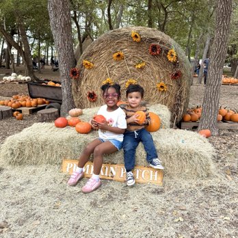 Indian Springs Ranch - The cutest pumpkins in the patch! - Indian Springs Ranch (pic taken on 10/26/2024) - Pumpkin Patches Near Me - Manchaca, Texas