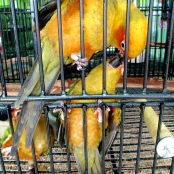 Exotic Bird House - SunConures @ExoticBirdShopMiami - Bird Shops Near Me - Miami, Florida Exotic Bird House - SunConures @ExoticBirdShopMiami - Bird Shops Near Me - Miami, Florida