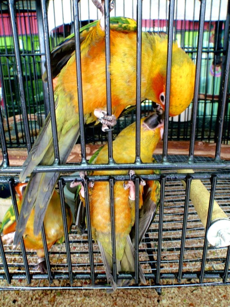 Exotic Bird House Image