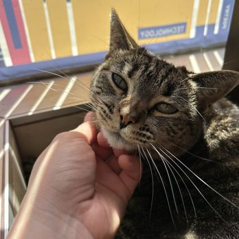 The Book Jewel - Paiges welcoming some chin scratches :) - Bookstores Near Me - Westchester, California The Book Jewel - Paiges welcoming some chin scratches :) - Bookstores Near Me - Westchester, California