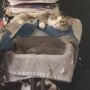 Photo of Your Lucky Pet Sitter