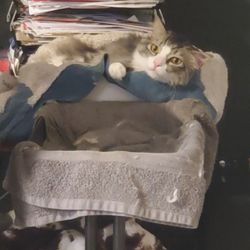 Your Lucky Pet Sitter - Office assistant