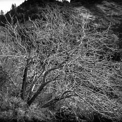 Mostly Natives Nursery - The winter look of the stately California Buckeye.