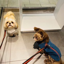 Swarovski - "Tiny Tails Club" members Charlie and Jack enjoy their time at the Swarovski store with "Pet Nanny Angie"!
