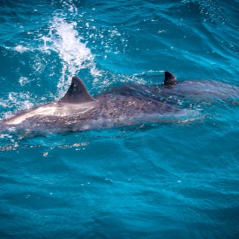 Teralani Sailing Adventures - The Dolphins showed up! - Boating Near Me - Lahaina, Hawaii Teralani Sailing Adventures - The Dolphins showed up! - Boating Near Me - Lahaina, Hawaii